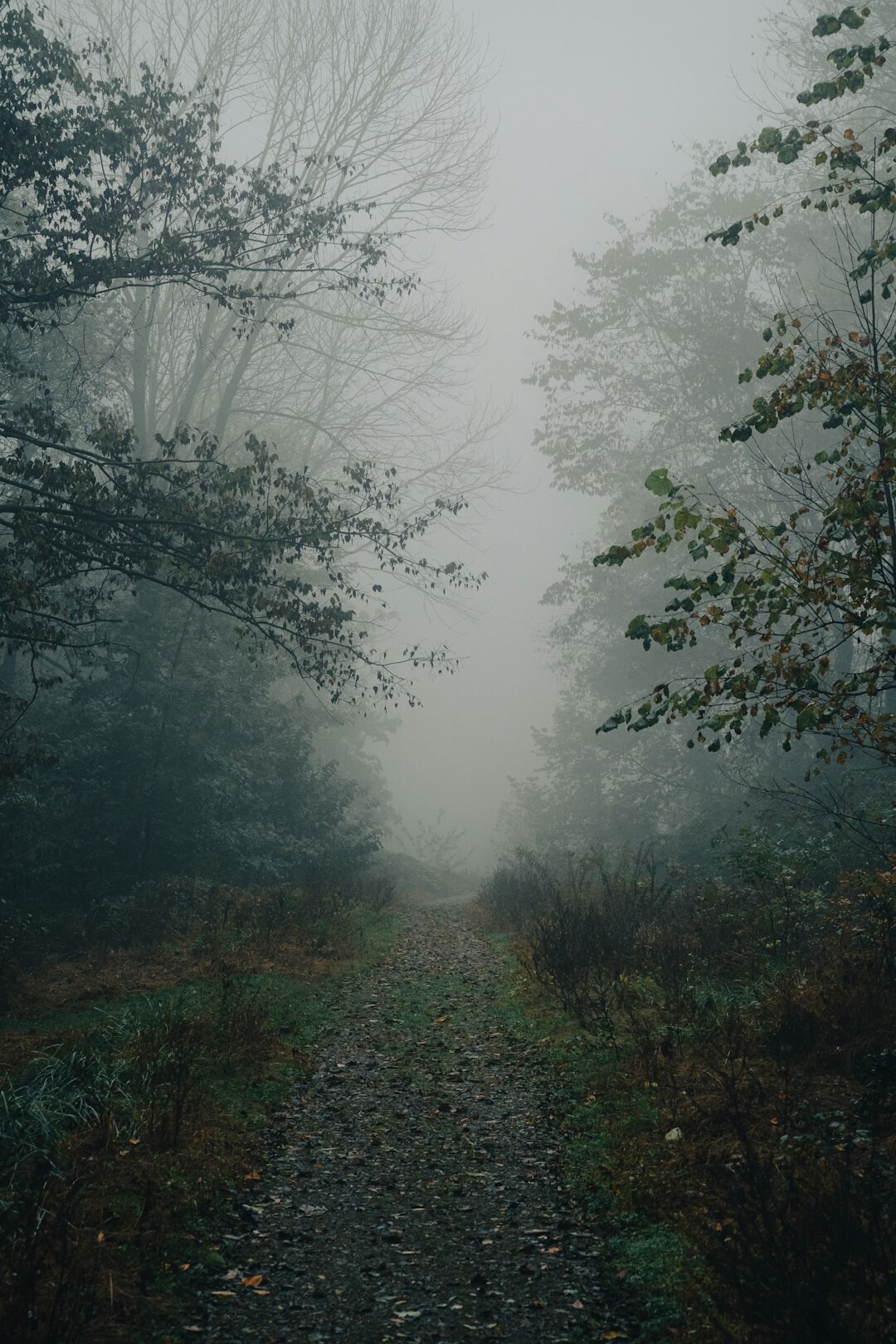 foggy forest path