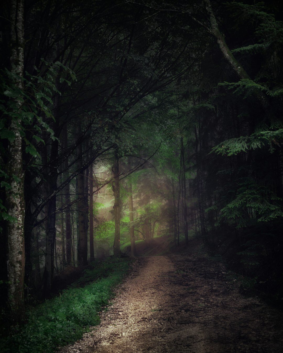 Foggy forest path lit by a single glowing lantern light at dusk